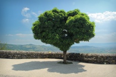 L’arbre-cœur (Saint-Laurent-sous-Coiron, Ardèche)